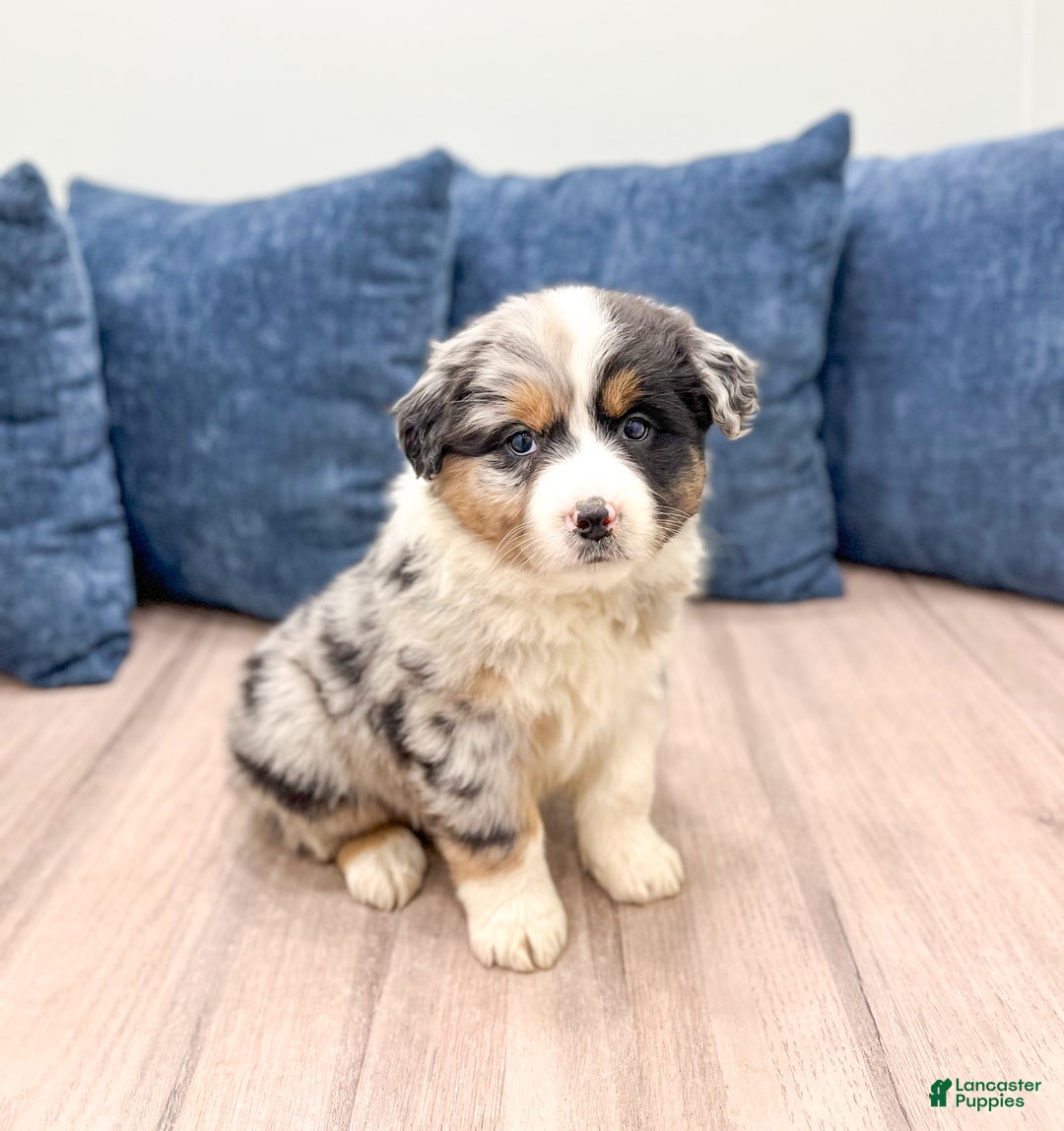 Australian Shepherd dogs for sale: Chloe - Ad 3