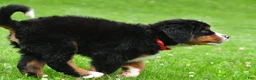 Bernese Mountain Dog dogs for sale: Nickle - Ad 12