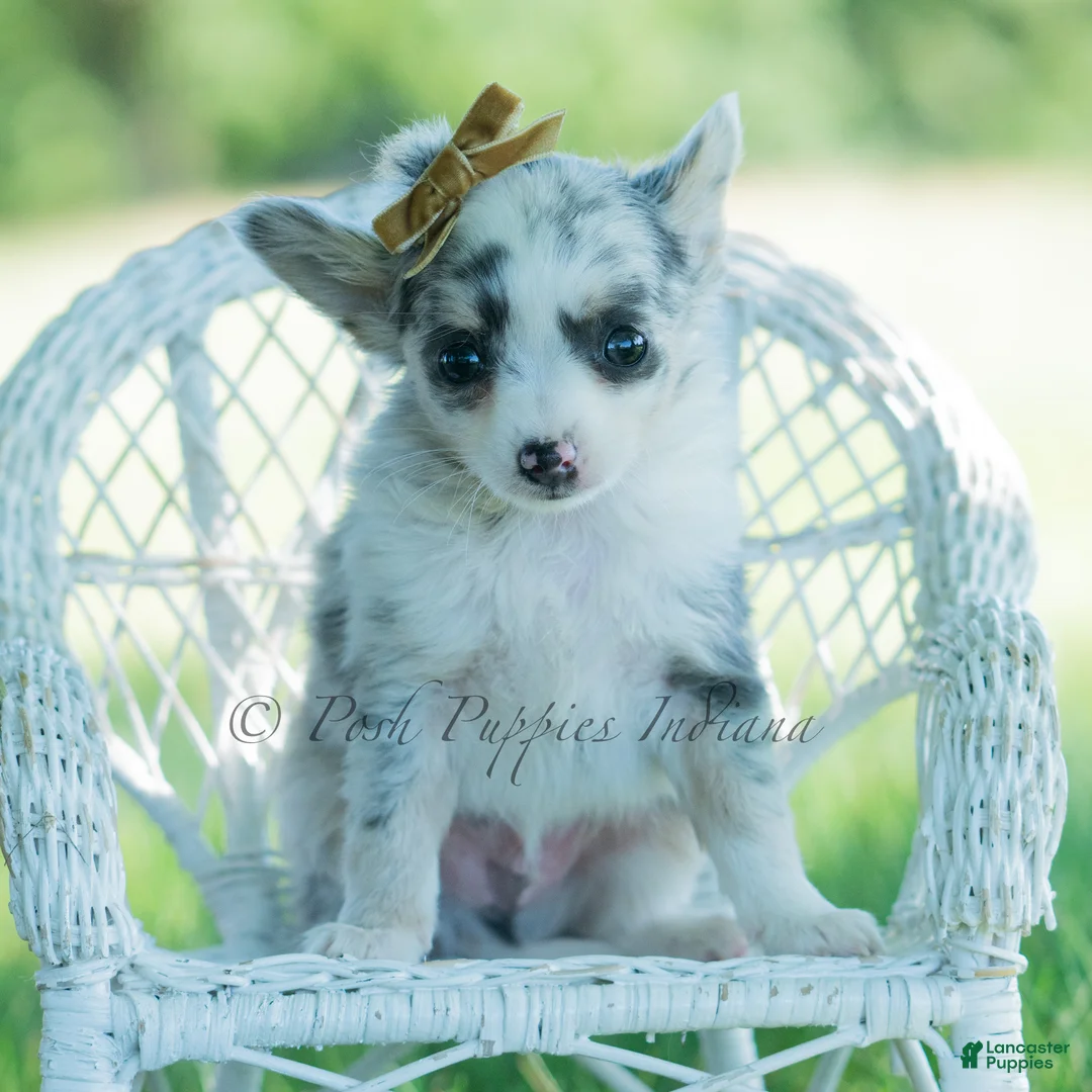 Chihuahua dogs for sale: Bluey - Ad 2