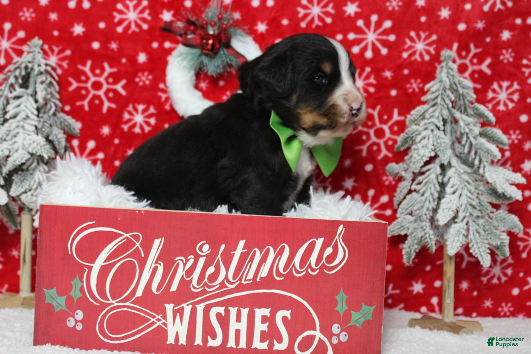 Bernese Mountain Dog dogs for sale: Pumbaa  - Ad 9