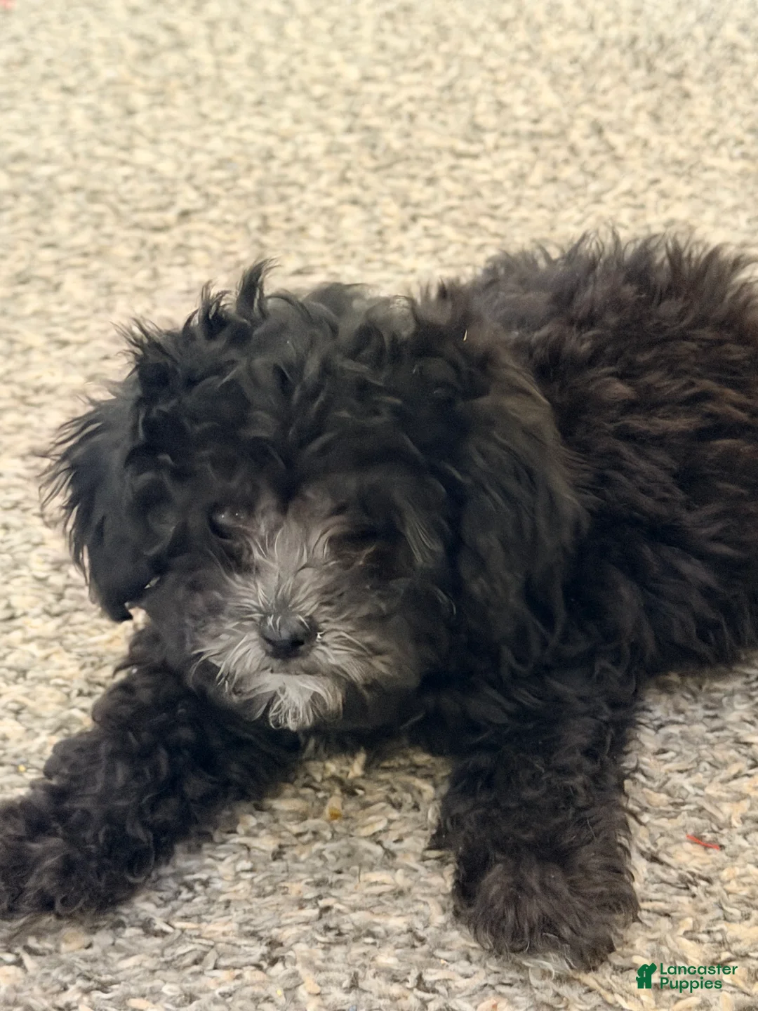 Shihpoo dogs for sale: Shihpoo Puppy 2 - Ad 1