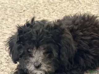 Shihpoo dogs for sale: Shihpoo Puppy 2 - Ad 2