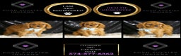 Cavalier King Charles Spaniel dogs for sale: Charmer - Ad 3