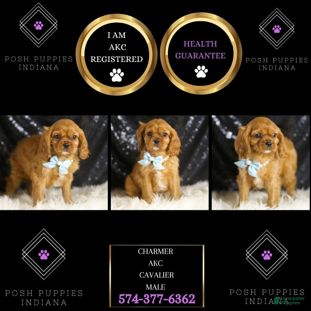 Cavalier King Charles Spaniel dogs for sale: Charmer - Ad 3