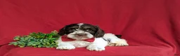 Cockapoo dogs for sale: Buddy - Ad 6