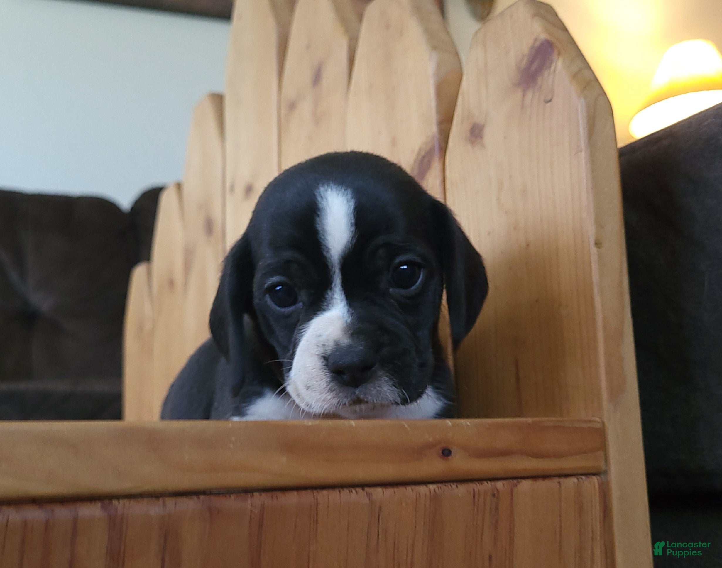 Puggle dogs Flip - Ad 1