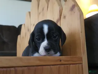 Puggle dogs Flip - Ad 1