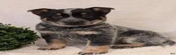 Australian Cattle Dog dogs for sale: Jack  - Ad 5