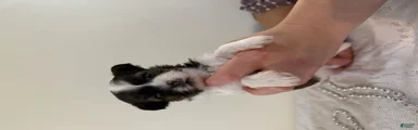 Champ Shih Tzu Puppy 