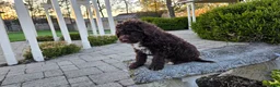 Portuguese Water Dog dogs for sale: Fargo - Ad 11