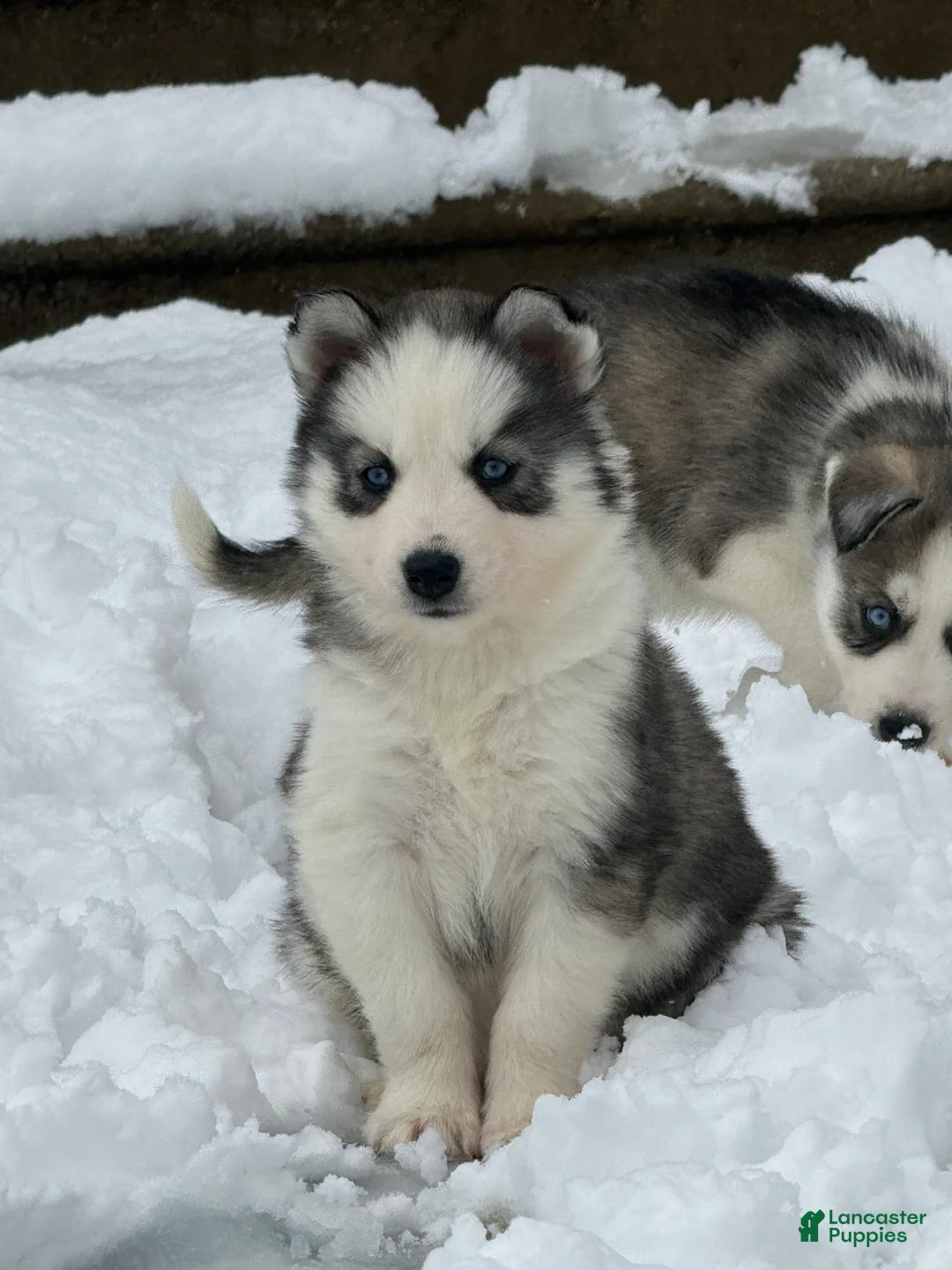 Siberian Husky dogs for sale: Ember - Ad 2