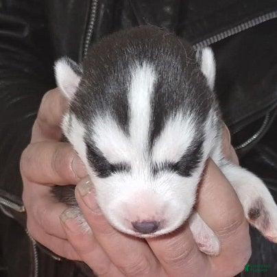 Siberian Husky dogs 1 Frodo - Ad 1