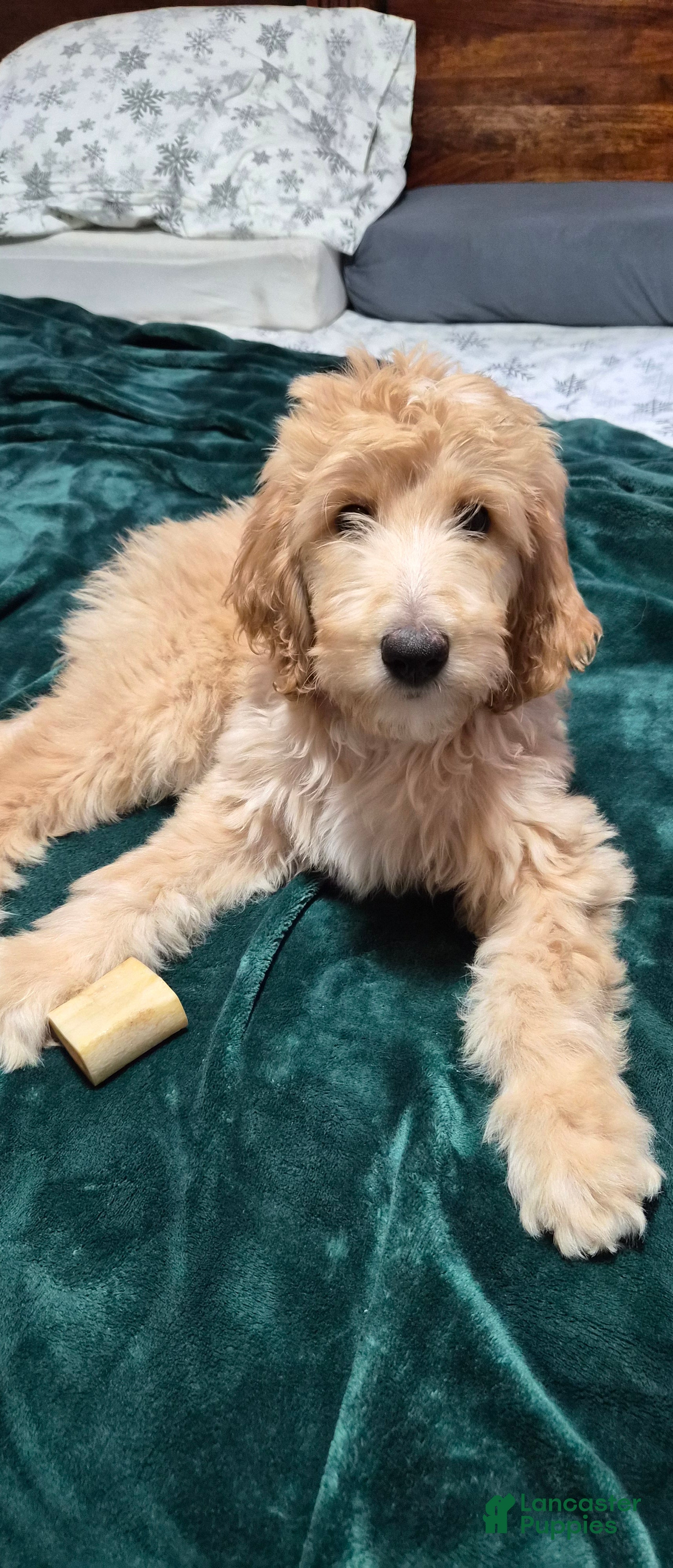 Goldendoodle dogs MAXIMILIAN  - Ad 37