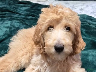 Goldendoodle dogs MAXIMILIAN - Ad 37