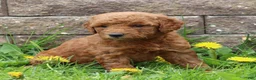 Mini Goldendoodle dogs for sale: Bonita - Ad 1