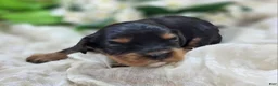 Cavapoo dogs for sale: Shy Vi - Ad 3
