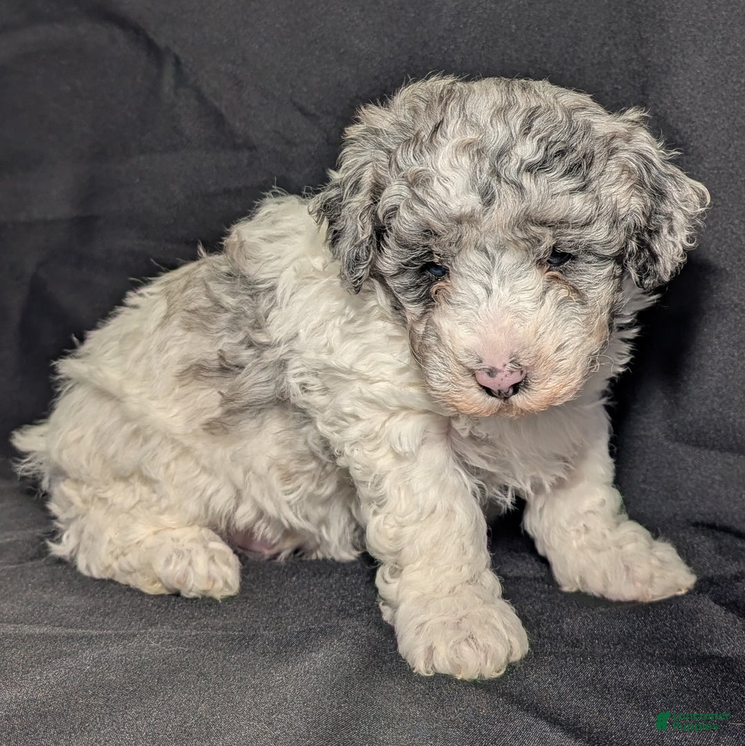 Mixed Breed dogs for sale: Lonnie  - Ad 7