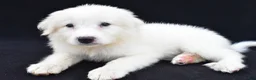 Great Pyrenees dogs for sale: Marvin - Ad 5