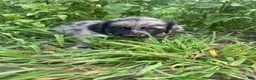 Mixed Breed dogs for sale: Laura - Ad 4