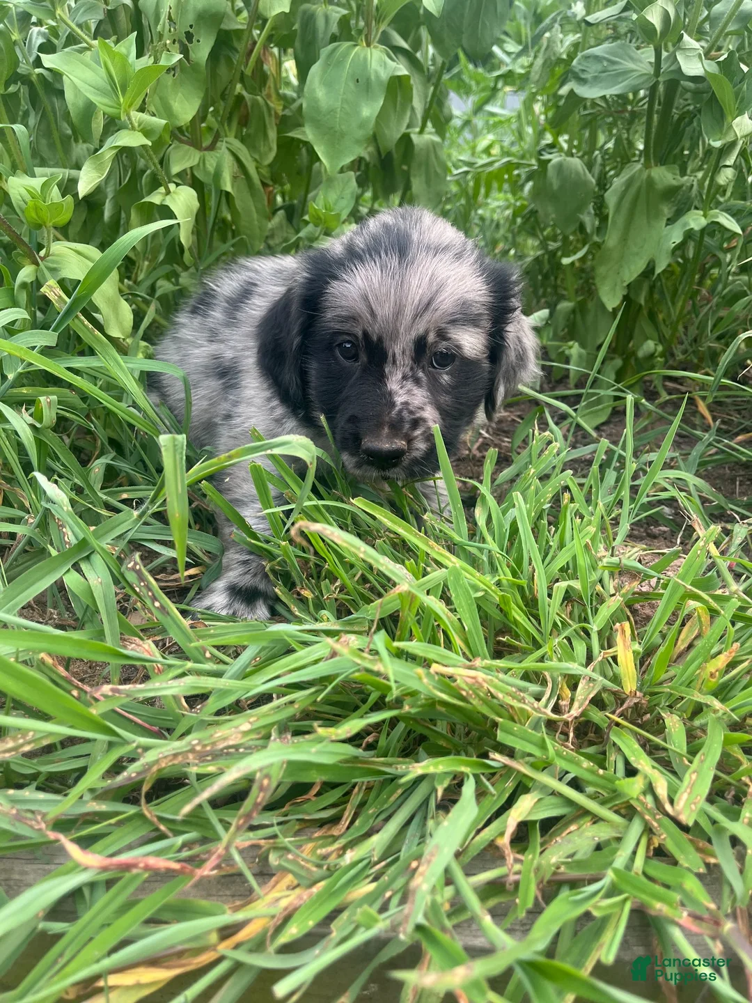 Mixed Breed dogs for sale: Laura - Ad 4