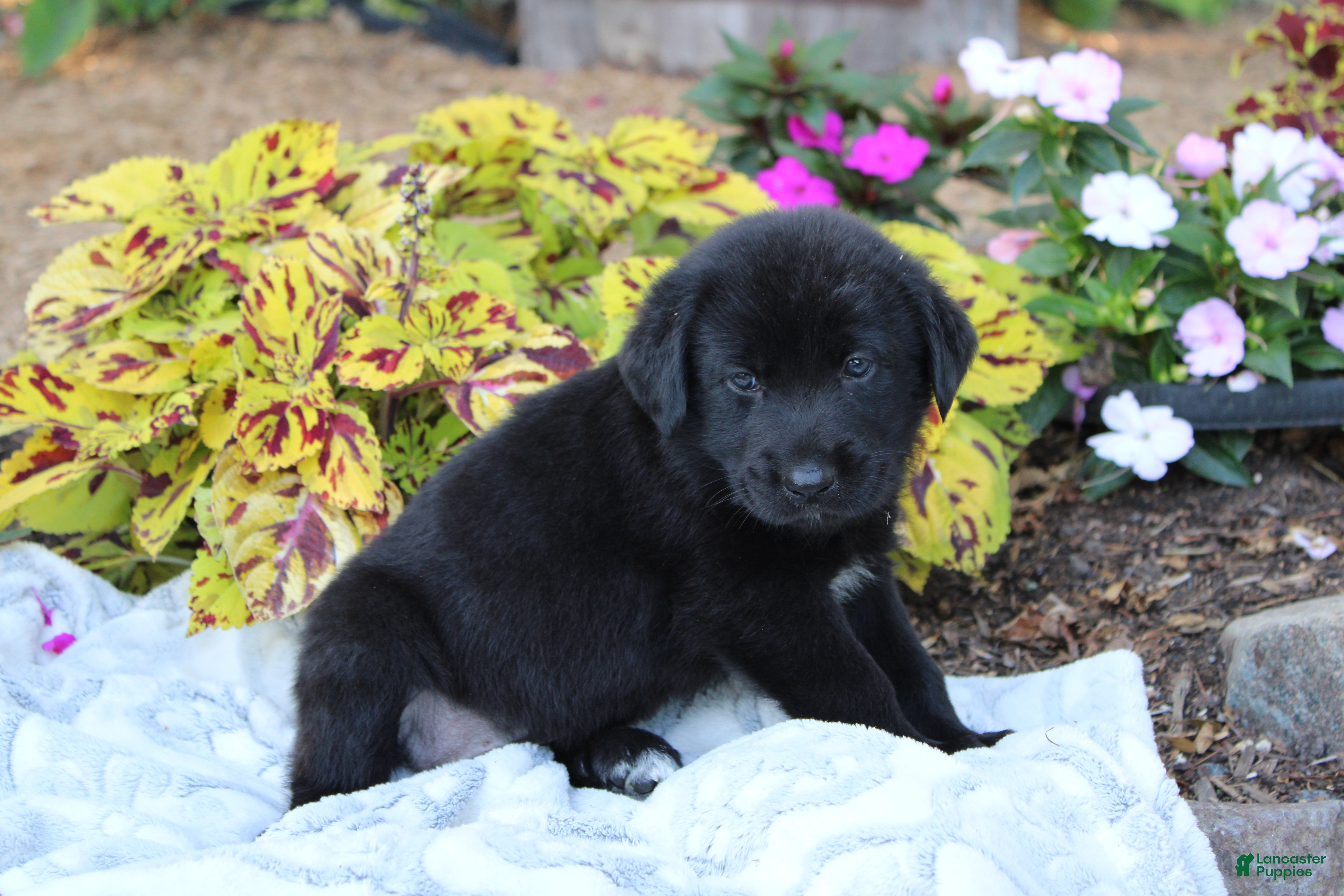 Labrador Retriever dogs Bruce - Ad 2