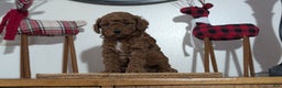 Miniature Poodle dogs for sale: Moby - Ad 10