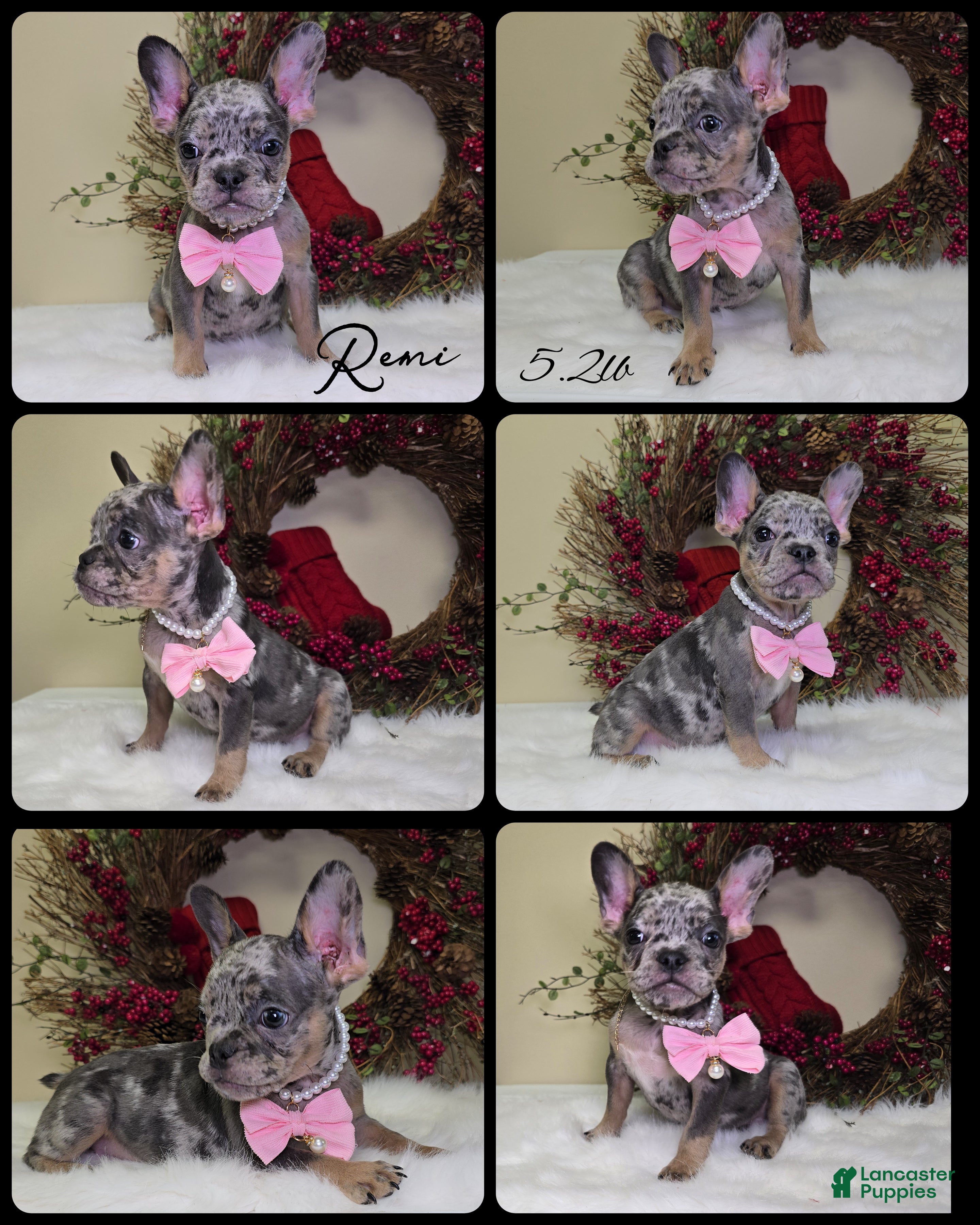 French Bulldog dogs Remi - Ad 6