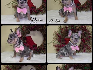 French Bulldog dogs Remi - Ad 12