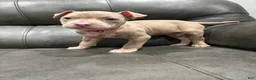 American Pit Bull Terrier dogs for sale: Dolly  - Ad 4