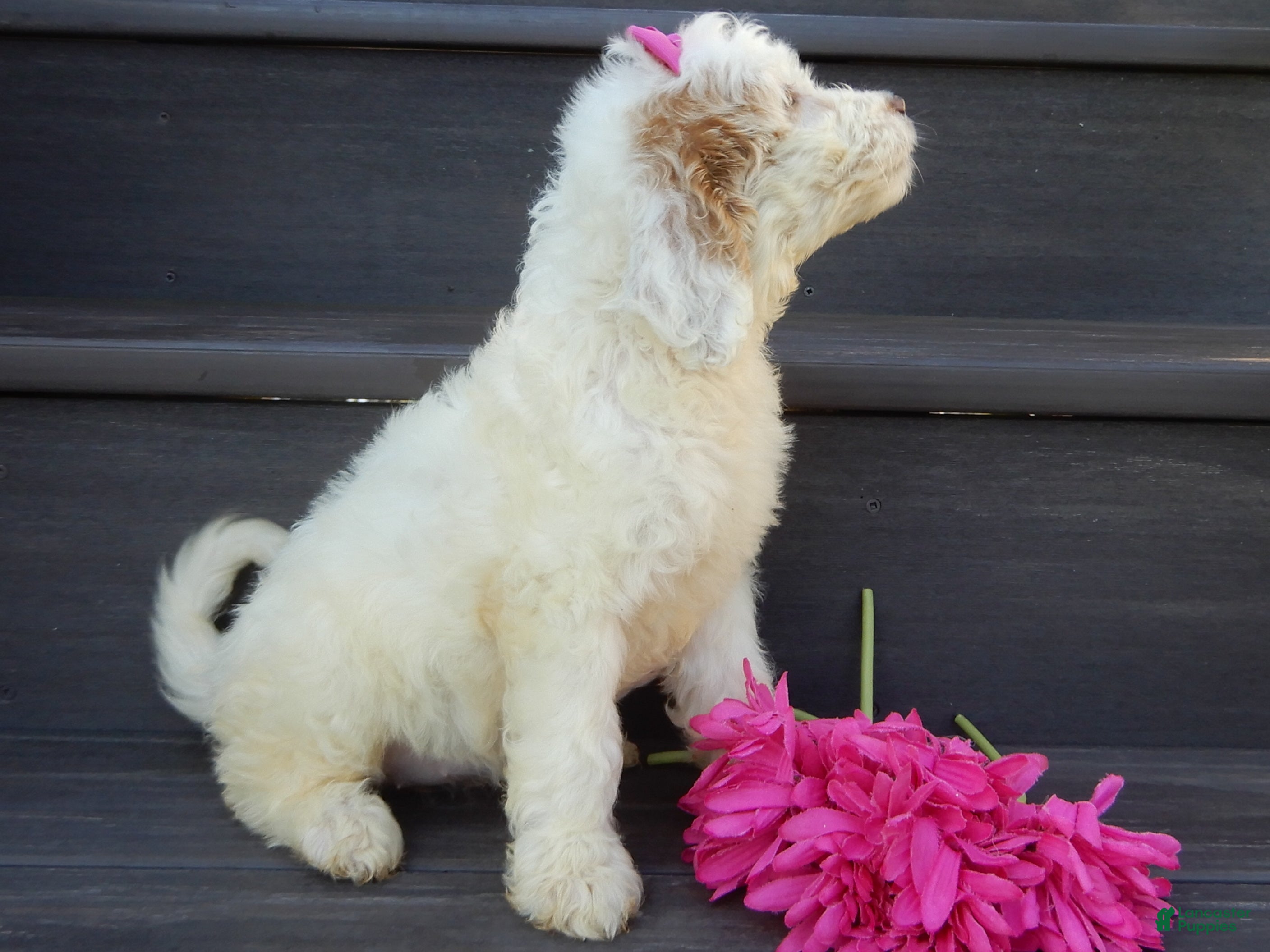 Mini Goldendoodle dogs Daisy (medium) - Ad 2