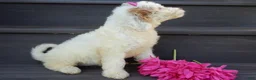 Mini Goldendoodle dogs for sale: Daisy (medium) - Ad 2