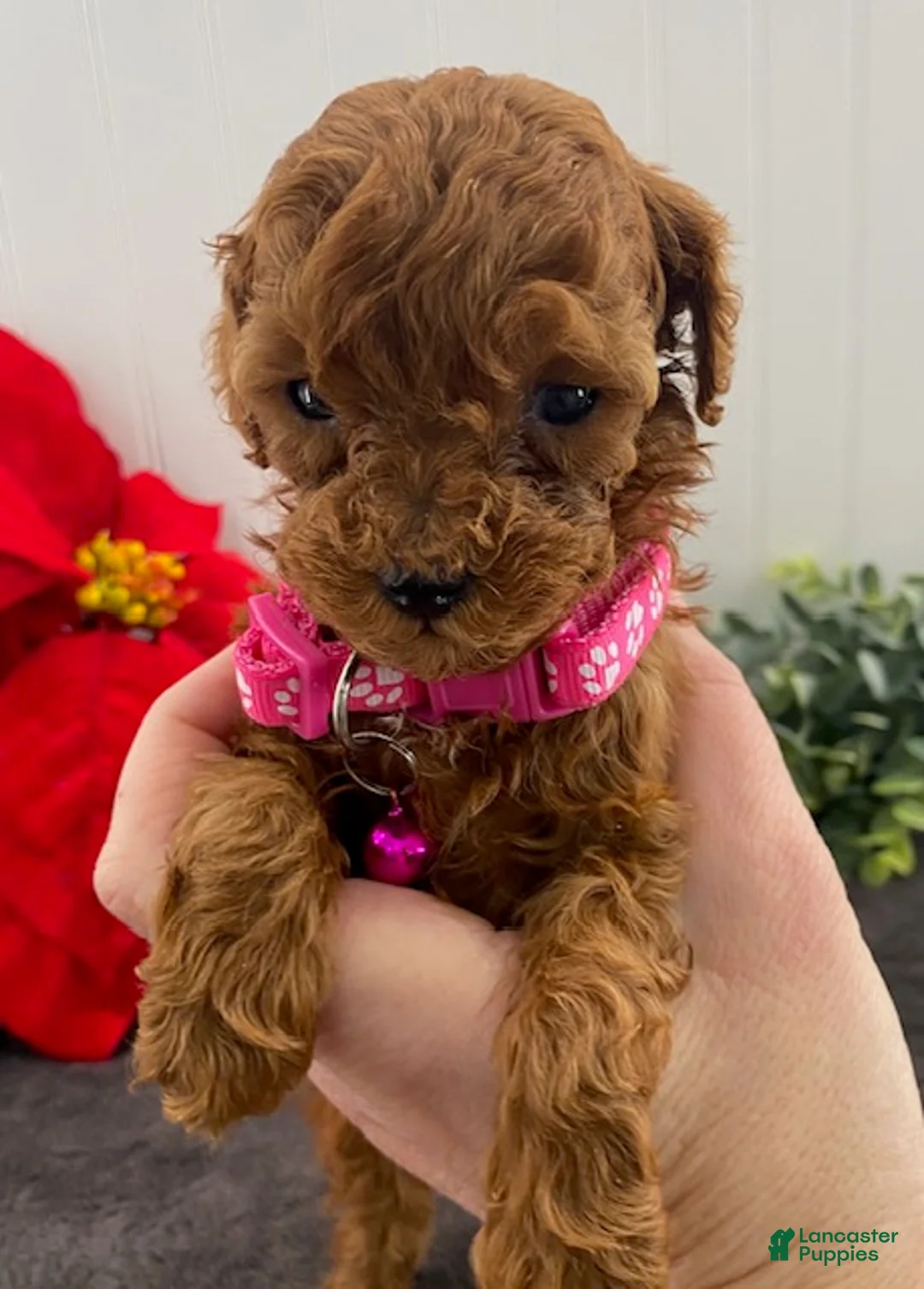 Toy Poodle dogs for sale: Joy-tiny - Ad 2