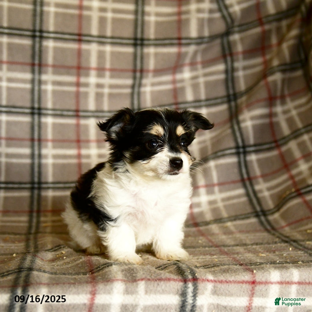 Morkie dogs for sale: Heidi - Ad 8