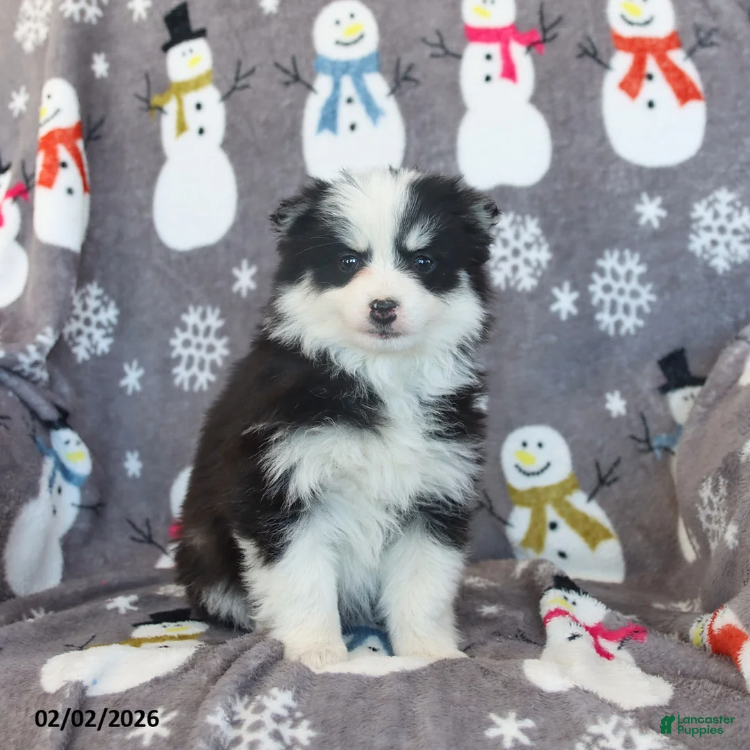 Pomsky dogs for sale: Beatrix - Ad 4