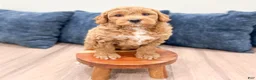 Mini Goldendoodle dogs for sale: Angie - Ad 4