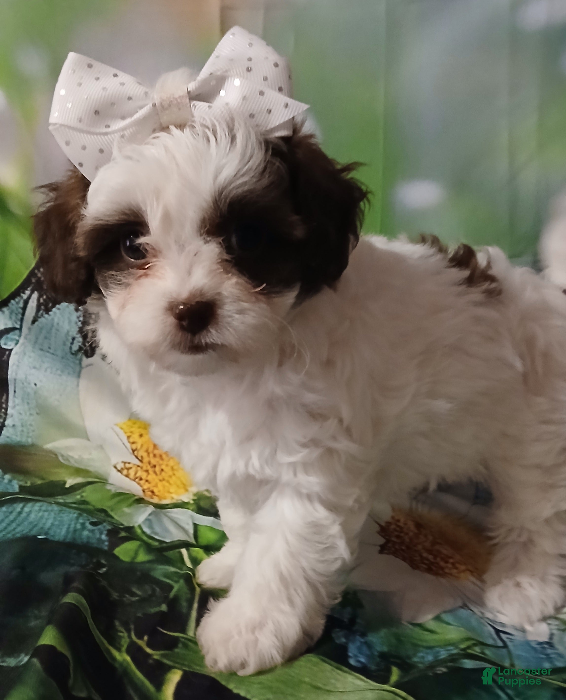 Havanese dogs Havanese 3 - Ad 12