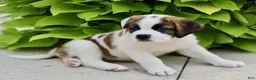 Saint Bernard dogs for sale: Ruby Kae - Ad 3