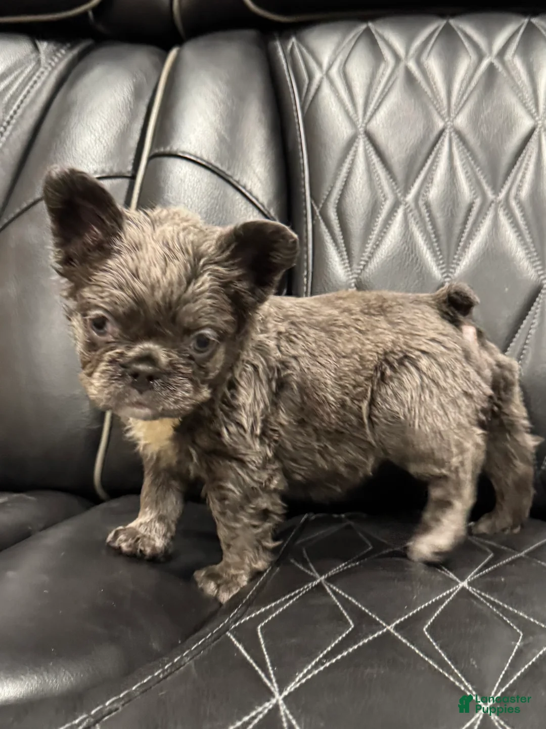 French Bulldog dogs for sale: FLUFFY PAISLEY - Ad 8