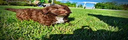 Havapoo dogs for sale: Chewy - Ad 16
