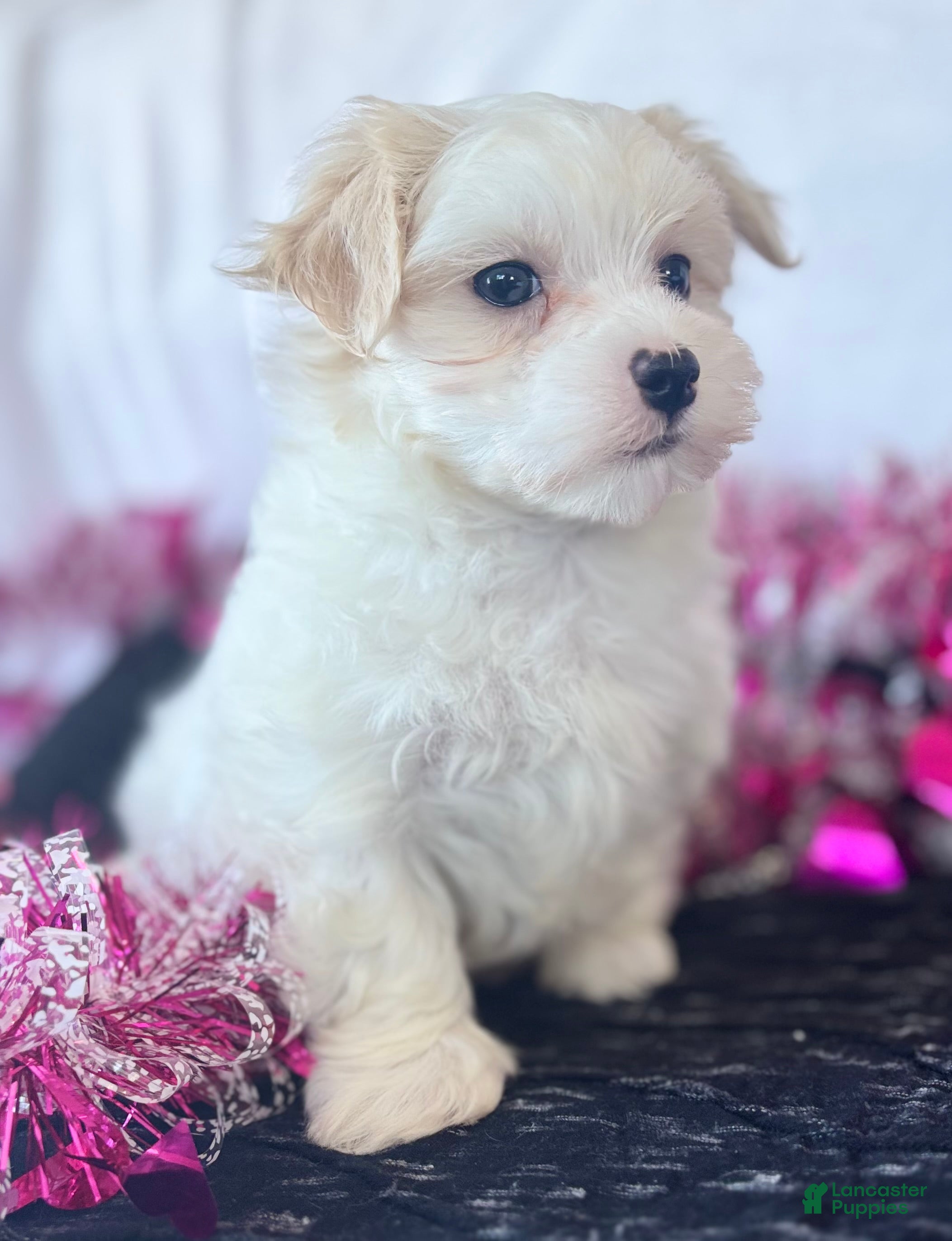 Maltese dogs Colton - Ad 1