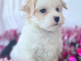Maltese dogs Colton - Ad 1