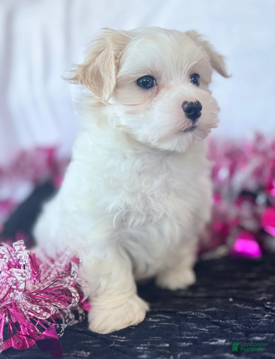 Maltese dogs for sale: Colton - Ad 12