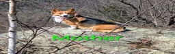Welsh Corgi Pembroke dogs for sale: Lichen  - Ad 5