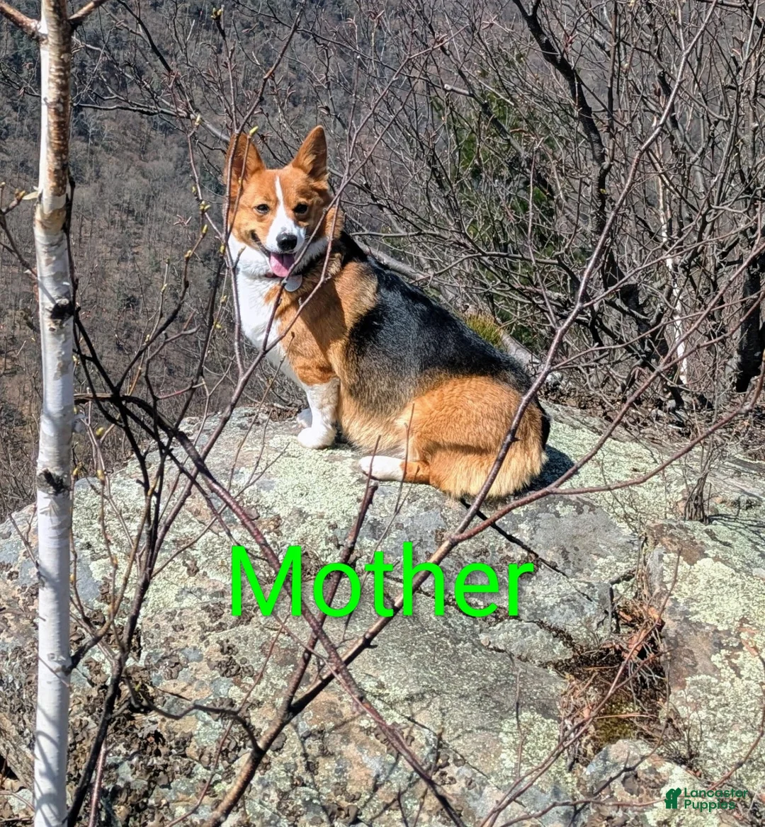 Welsh Corgi Pembroke dogs for sale: Lichen  - Ad 5