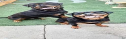 Rottweiler dogs for sale: XXL Heenoch  - Ad 8