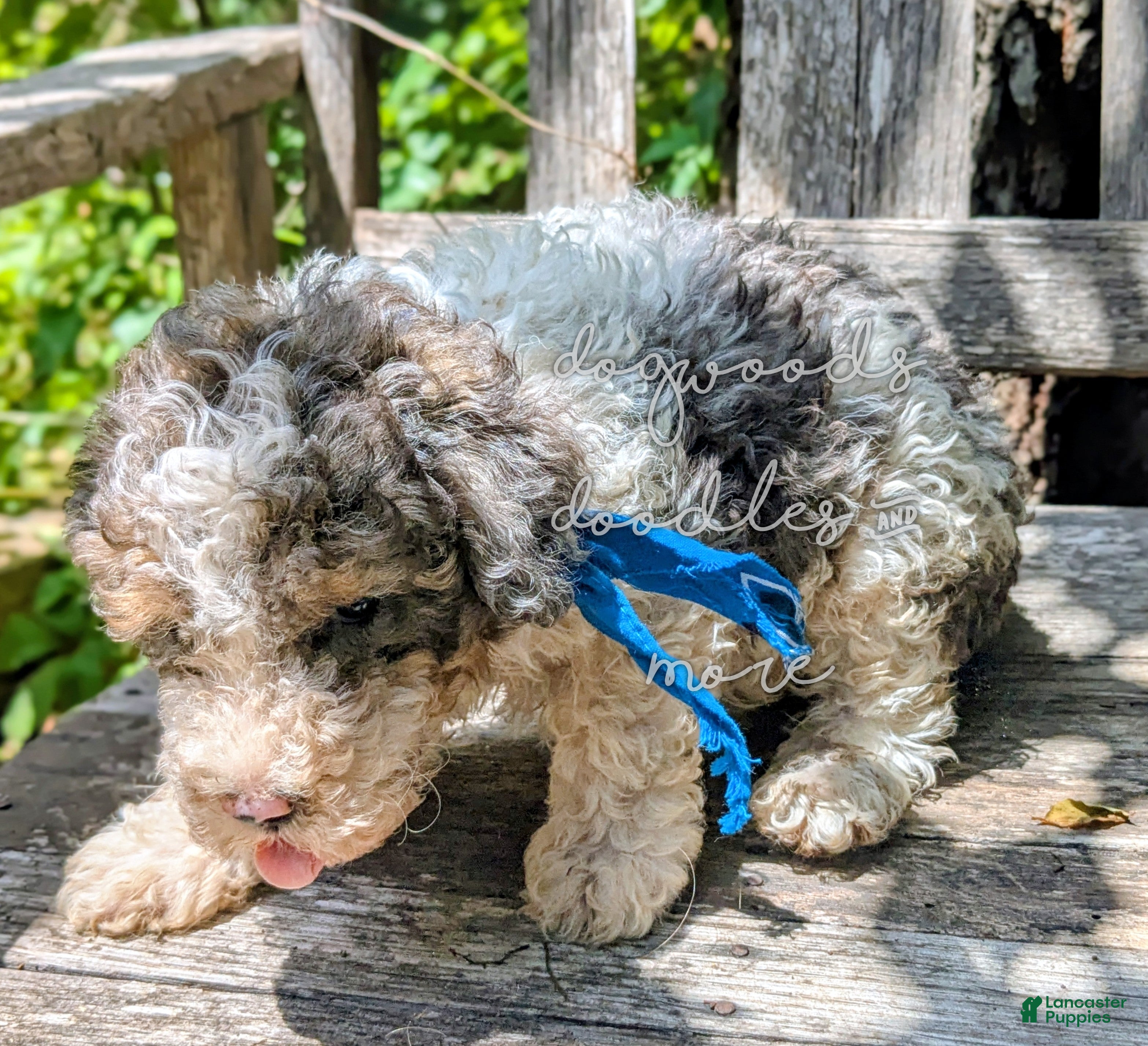 Miniature Poodle dogs Leonardo  - Ad 2