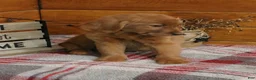 Golden Retriever dogs for sale: Gabby - Ad 3
