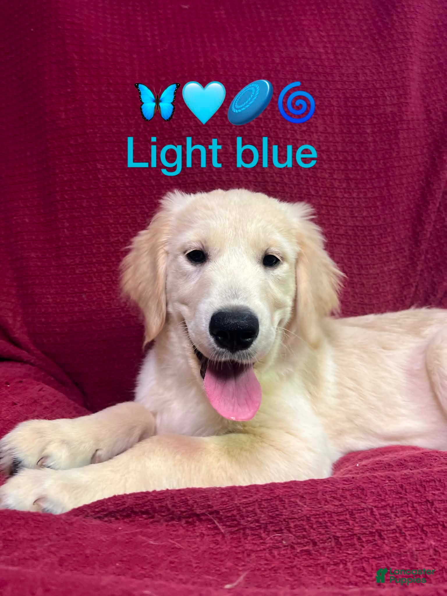 Golden Retriever dogs Golden Retriever 2 - Ad 1