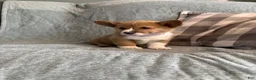 Welsh Corgi Pembroke dogs for sale: Welsh Corgi Pembroke 3 - Ad 25