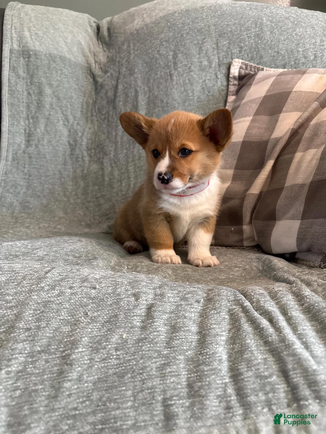 Welsh Corgi Pembroke dogs for sale: Welsh Corgi Pembroke 3 - Ad 25